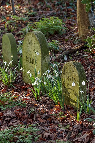 HORKESLEY_HALL_ESSEX_WINTER_FEBRUARY_SNOWDROPS_GALANTHUS_DOG_GRAVES