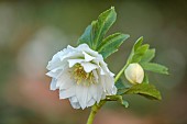 HORKESLEY HALL, ESSEX: WINTER, FEBRUARY, WHITE FLOWERS OF HELLEBORES, PERENNIALS