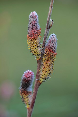 HORKESLEY_HALL_ESSEX_CATKINS_OF_SALIX_GRACILISTYLA_MOUNT_ASO_PUSSY_WILLOW_WILLOWS_FLOWERS_FLOWERING_