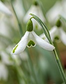 HORKESLEY HALL, ESSEX: WINTER, FEBRUARY, BULBS, SNOWDROP, GALANTHUS TRUMPS, GREEN, WHITE, FLOWERS, BLOOMS