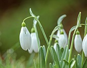 HORKESLEY HALL, ESSEX: WINTER, FEBRUARY, BULBS, SNOWDROP, GALANTHUS BILL BISHOP, GREEN, WHITE, FLOWERS, BLOOMS