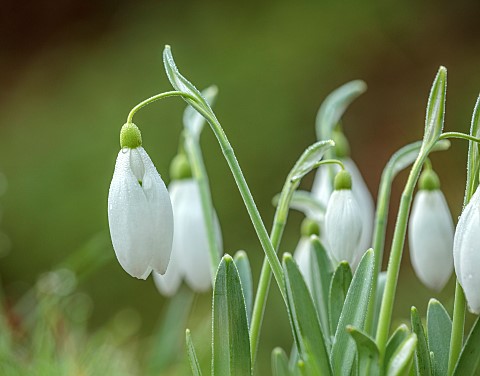 HORKESLEY_HALL_ESSEX_WINTER_FEBRUARY_BULBS_SNOWDROP_GALANTHUS_BILL_BISHOP_GREEN_WHITE_FLOWERS_BLOOMS