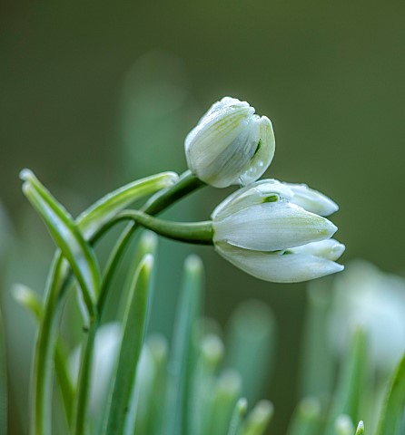 HORKESLEY_HALL_ESSEX_WINTER_FEBRUARY_BULBS_DOUBLE_SNOWDROP_GALANTHUS_NIVALIS_WOOZLE_GREEN_WHITE_FLOW
