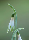 HORKESLEY HALL, ESSEX: WINTER, FEBRUARY, BULBS, SNOWDROP, GALANTHUS ALANS TREAT, GREEN, WHITE, FLOWERS, BLOOMS