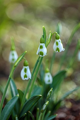 HORKESLEY_HALL_ESSEX_WINTER_FEBRUARY_BULBS_SNOWDROP_GALANTHUS_LUCY_GREEN_WHITE_FLOWERS_BLOOMS