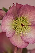 CLOSE UP OF HELLEBORUS ( RODNEY DAVEY MARBLED GROUP ) PENNYS PINK - FROST KISS SERIES. FLOWERS, FLOWERING, SPRING, WINTER, HELLEBORES, PINK