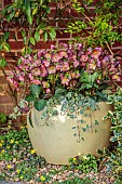 JOHN MASSEY PRIVATE GARDEN, STAFFORDSHIRE: PATIO, TERRACE, CONTAINERS, SPRING, FEBRUARY, HELLEBORES