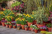 JOHN MASSEY PRIVATE GARDEN, STAFFORDSHIRE: PATIO, TERRACE, CONTAINERS, SPRING, FEBRUARY, BULBS, DAFFODILS, NARCISSUS JETFIRE, HEPATICA NOBILIS, CYCLAMEN, HELLEBORES, HEATHER