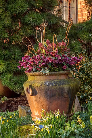 JOHN_MASSEY_PRIVATE_GARDEN_STAFFORDSHIRE_PATIO_TERRACE_CONTAINERS_SPRING_FEBRUARY_HELLEBORES