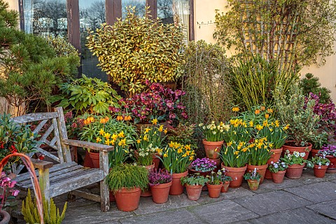 JOHN_MASSEY_PRIVATE_GARDEN_STAFFORDSHIRE_PATIO_TERRACE_CONTAINERS_SPRING_FEBRUARY_BULBS_DAFFODILS_NA