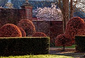 COTTESBROOKE HALL AND GARDENS, NORTHAMPTONSHIRE: CLIPPED BEECH TOPIARY, MAGNOLIA LEONARD MESSEL, MARCH, SPRING