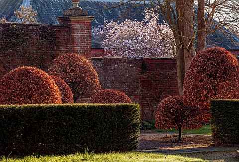 COTTESBROOKE_HALL_AND_GARDENS_NORTHAMPTONSHIRE_CLIPPED_BEECH_TOPIARY_MAGNOLIA_LEONARD_MESSEL_MARCH_S