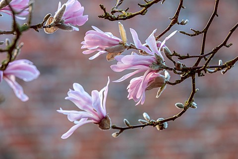 COTTESBROOKE_HALL_AND_GARDENS_NORTHAMPTONSHIRE_THE_POOL_GARDEN_MARCH_SPRING_MAGNOLIA_X_LOEBNERI_LEON