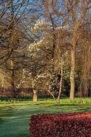 COTTESBROOKE_HALL_AND_GARDENS_NORTHAMPTONSHIRE_THE_SPINNEY_GARDEN_MARCH_SPRING_WHITE_FLOWERING_MAGNO