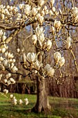 COTTESBROOKE HALL AND GARDENS, NORTHAMPTONSHIRE: THE SPINNEY GARDEN, MARCH, SPRING, WHITE FLOWERING MAGNOLIA