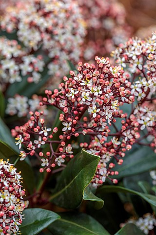 WHITE_PINK_FLOWERS_OF_SKIMMIA_JAPONICA_RUBELLA_EVERGREEN_SHRUBS_MARCH