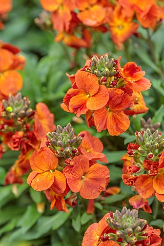 MARCH_WALLFLOWERS_SCENT_SCENTED_FRAGRANT_ORANGE_FLOWERS_BLOOMS_OF_ERYSIMUM_WINTER_SPICE