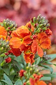 MARCH, WALLFLOWERS, SCENT, SCENTED, FRAGRANT, ORANGE FLOWERS, BLOOMS OF ERYSIMUM WINTER SPICE