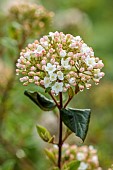 WHITE, PINK FLOWERS, BLOOMS OF VIBURNUM X BURKWOODII PARK FARM HYBRID, SHRUBS, MARCH, FRAGRANT, SCENTED