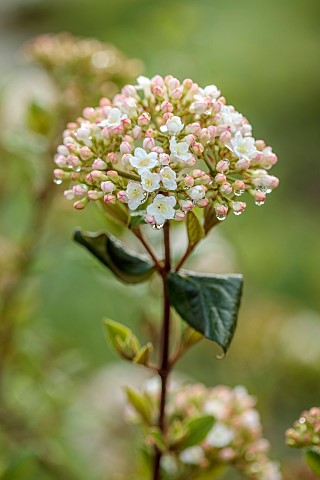 WHITE_PINK_FLOWERS_BLOOMS_OF_VIBURNUM_X_BURKWOODII_PARK_FARM_HYBRID_SHRUBS_MARCH_FRAGRANT_SCENTED
