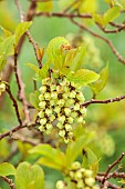 STACHYURUS CHINENSIS, GREEN, FOLIAGE, DECIDUOUS, SHRUBS, PALE YELLOW, GREEN, FLOWERS, BLOOMS, MARCH