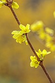 NATIONAL COLLECTION OF FORSYTHIA: MARCH, YELLOW FLOWERS, BLOOMS OF FORSYTHIA, SHRUBS, DECIDUOUS, FORSYTHIA SUSPENSA HEWITTS GOLD