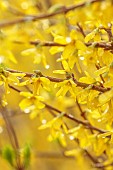 NATIONAL COLLECTION OF FORSYTHIA: MARCH, YELLOW FLOWERS, BLOOMS OF FORSYTHIA, SHRUBS, DECIDUOUS, FORSYTHIA MELISSA