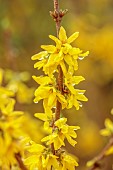 NATIONAL COLLECTION OF FORSYTHIA: MARCH, YELLOW FLOWERS, BLOOMS OF FORSYTHIA, SHRUBS, DECIDUOUS, FORSYTHIA X INTERMEDIA PRIMULINA