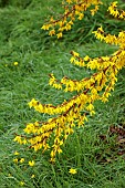 NATIONAL COLLECTION OF FORSYTHIA: MARCH, YELLOW FLOWERS, BLOOMS OF FORSYTHIA, SHRUBS, DECIDUOUS, FORSYTHIA X INTERMEDIA LYNWOOD, AGM