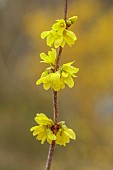 NATIONAL COLLECTION OF FORSYTHIA: MARCH, YELLOW FLOWERS, BLOOMS OF FORSYTHIA, SHRUBS, DECIDUOUS, FORSYTHIA SUSPENSA VAR FORTUNEI