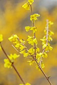 NATIONAL COLLECTION OF FORSYTHIA: MARCH, YELLOW FLOWERS, BLOOMS OF FORSYTHIA, SHRUBS, DECIDUOUS, FORSYTHIA SUSPENSA HEWITTS GOLD