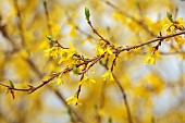 NATIONAL COLLECTION OF FORSYTHIA: MARCH, YELLOW FLOWERS, BLOOMS OF FORSYTHIA, SHRUBS, DECIDUOUS, FORSYTHIA MELISSA
