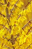 NATIONAL COLLECTION OF FORSYTHIA: MARCH, YELLOW FLOWERS, BLOOMS OF FORSYTHIA, SHRUBS, DECIDUOUS, FORSYTHIA X INTERMEDIA WEEK END