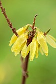 NATIONAL COLLECTION OF FORSYTHIA: MARCH, YELLOW FLOWERS, BLOOMS OF FORSYTHIA, SHRUBS, DECIDUOUS, FORSYTHIA X INTERMEDIA PALE
