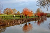 COLUMBINE HALL, SUFFOLK: THE MOAT, MARCH, REEDS, WILLOWS, REFLECTED, REFLECTIONS, LANDSCAPE, HORSES