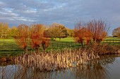 COLUMBINE HALL, SUFFOLK: THE MOAT, MARCH, REEDS, WILLOWS, REFLECTED, REFLECTIONS, LANDSCAPE