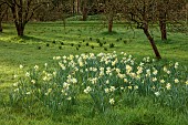 COLUMBINE HALL, SUFFOLK: MARCH, MEADOWS, DAFFODILS, NARCISSUS ARGENT, BULBS