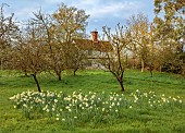 COLUMBINE HALL, SUFFOLK: MARCH, MEADOWS, DAFFODILS, NARCISSUS ARGENT, BULBS