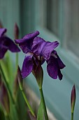 COLUMBINE HALL, SUFFOLK: MARCH, PURPLE FLOWERS OF BEARDED IRIS, IRIS BISHOPS ROBE, PERENNIALS