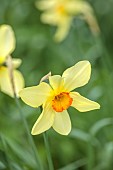 COLUMBINE HALL, SUFFOLK: MARCH, MEADOWS, DAFFODILS, NARCISSUS BATHS FLAME, BULBS, ENGLEHEART DAFFODILS