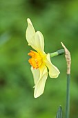 COLUMBINE HALL, SUFFOLK: MARCH, MEADOWS, DAFFODILS, NARCISSUS BATHS FLAME, BULBS, ENGLEHEART DAFFODILS
