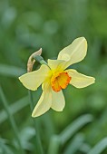 COLUMBINE HALL, SUFFOLK: MARCH, MEADOWS, DAFFODILS, NARCISSUS BATHS FLAME, BULBS, ENGLEHEART DAFFODILS