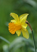 COLUMBINE HALL, SUFFOLK: MARCH, MEADOWS, DAFFODILS, NARCISSUS HELIOS, BULBS, ENGLEHEART DAFFODILS