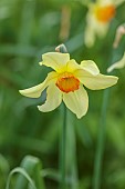 COLUMBINE HALL, SUFFOLK: MARCH, MEADOWS, DAFFODILS, NARCISSUS BATHS FLAME, BULBS, ENGLEHEART DAFFODILS
