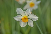 COLUMBINE HALL, SUFFOLK: MARCH, MEADOWS, DAFFODILS, NARCISSUS LUCIFER, BULBS, ENGLEHEART DAFFODILS