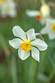 COLUMBINE HALL, SUFFOLK: MARCH, MEADOWS, DAFFODILS, NARCISSUS LUCIFER, BULBS, ENGLEHEART DAFFODILS