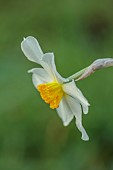 COLUMBINE HALL, SUFFOLK: MARCH, MEADOWS, DAFFODILS, NARCISSUS LUCIFER, BULBS, ENGLEHEART DAFFODILS
