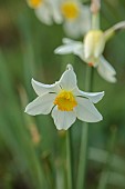 COLUMBINE HALL, SUFFOLK: MARCH, MEADOWS, DAFFODILS, NARCISSUS LUCIFER, BULBS, ENGLEHEART DAFFODILS