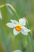 COLUMBINE HALL, SUFFOLK: MARCH, MEADOWS, DAFFODILS, NARCISSUS POETICUS, BULBS, ENGLEHEART DAFFODILS