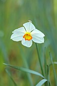 COLUMBINE HALL, SUFFOLK: MARCH, MEADOWS, DAFFODILS, NARCISSUS POETICUS, BULBS, ENGLEHEART DAFFODILS